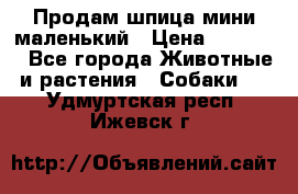Продам шпица мини маленький › Цена ­ 15 000 - Все города Животные и растения » Собаки   . Удмуртская респ.,Ижевск г.